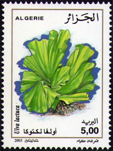Algues Ulva lactuca