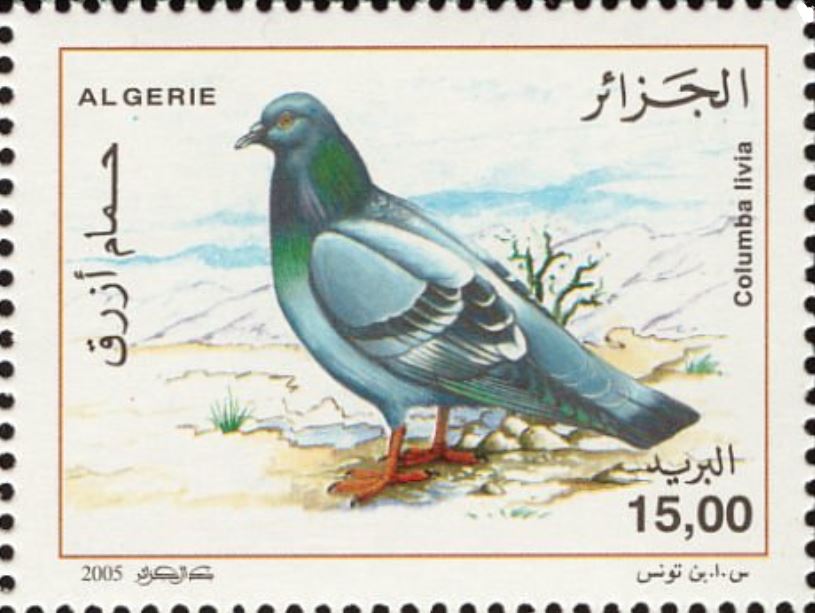 Pigeon Biset (Columbia livia)