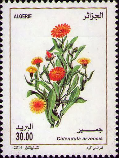 Calendula arvensis