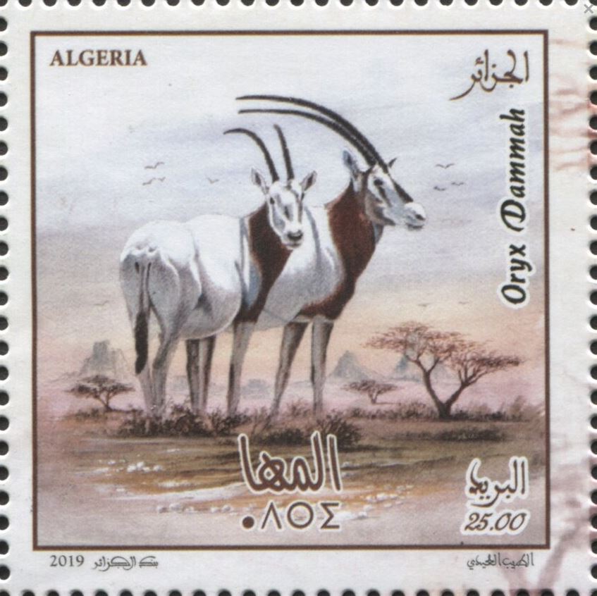 Oryx dammah