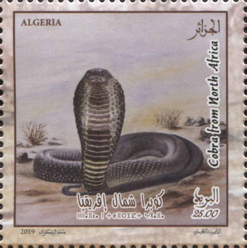Cobra d’Afrique