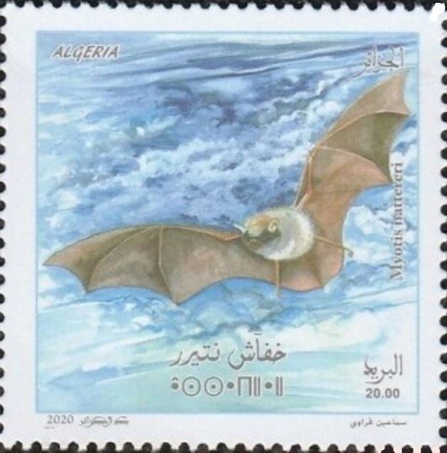 Chauves-souris - Myotis Nattereri