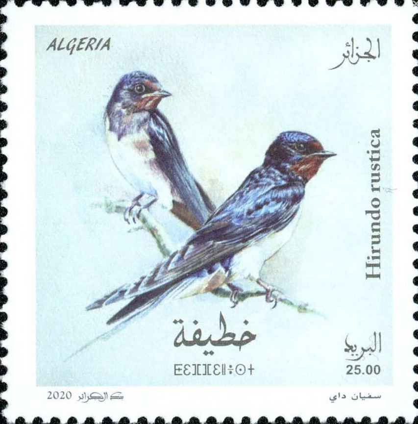 L’hirondelle rustique - Hirundo Rustica