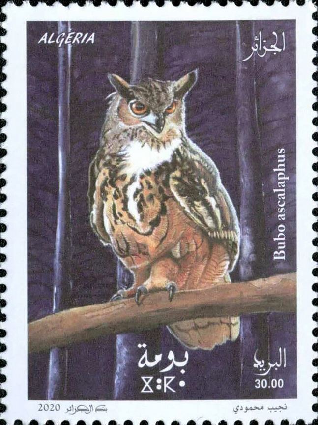 Hibou - Bubo Ascalaphus