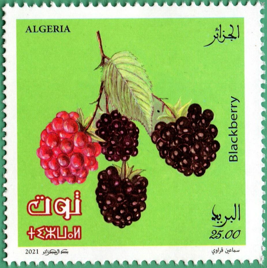 Framboises et mûres