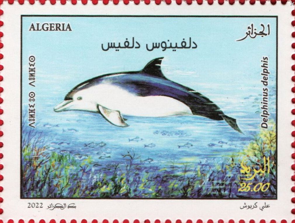 Delphinus delphis