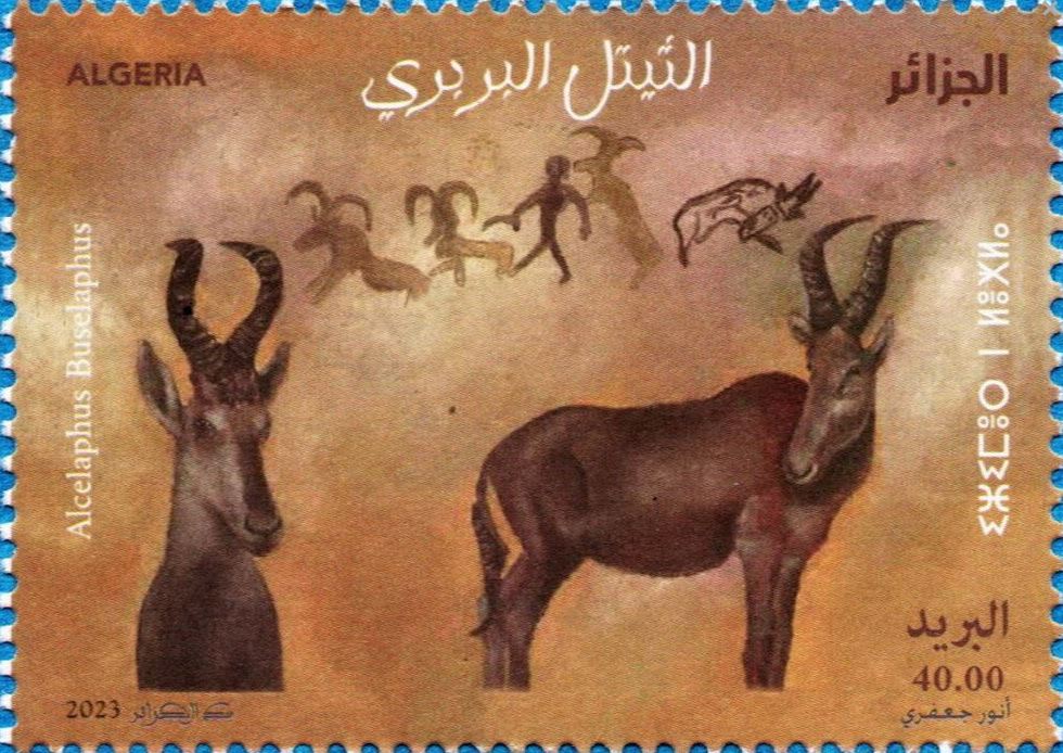 Le Bubale de barbarie (Alcephalus buselaphus)