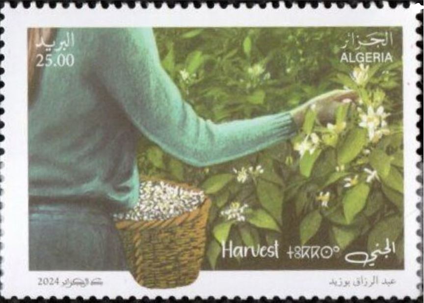 Les étapes de production d’eau de fleur d’oranger