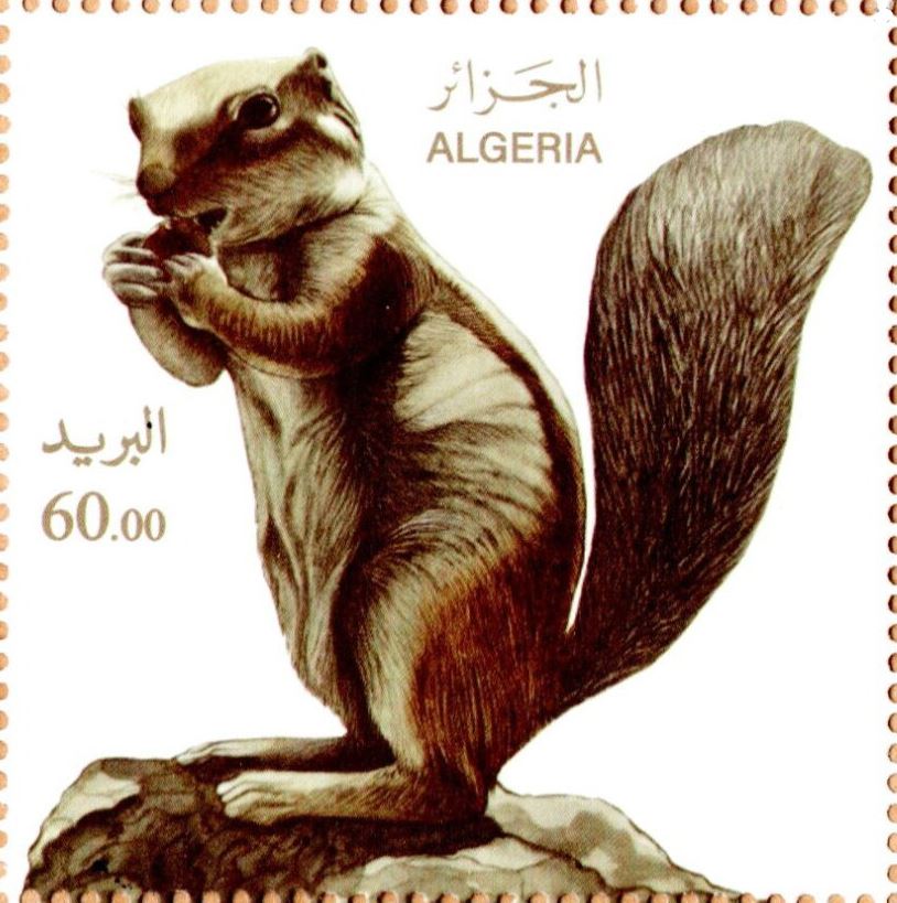 L’Ecureuil de barbarie (Atlantoxerus getulus)