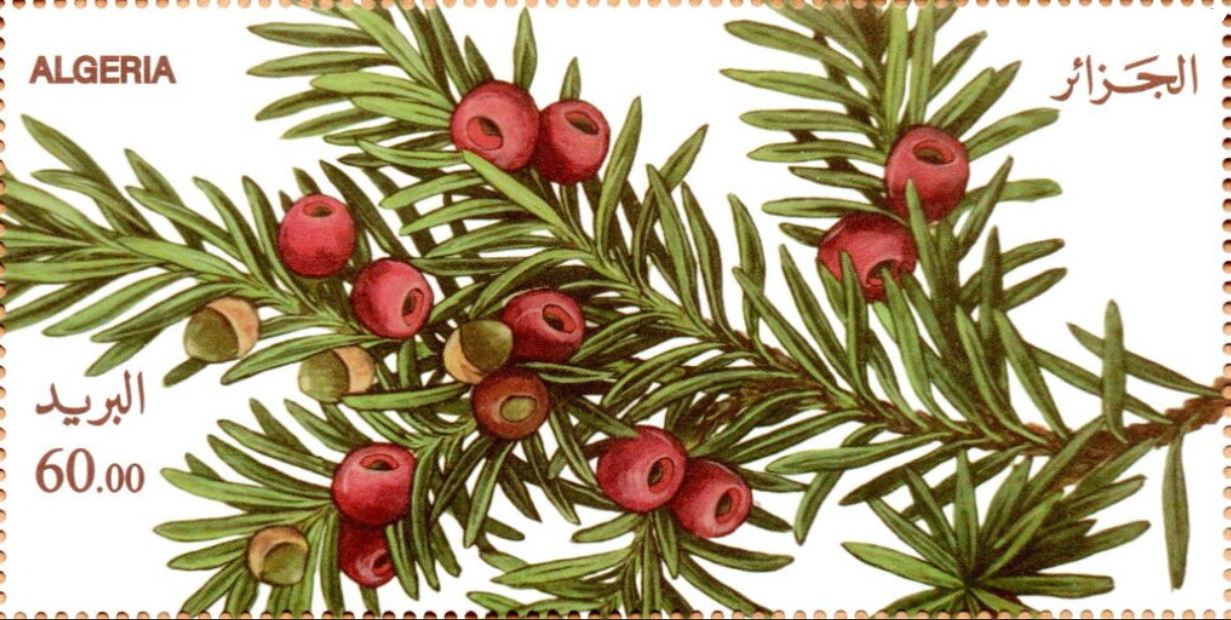 L’if commun (Taxus baccata)
