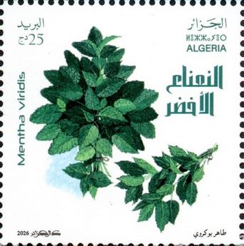 Menthe verte (Mentha viridis)